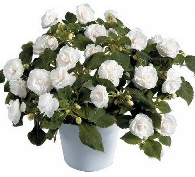 Musica Pure White