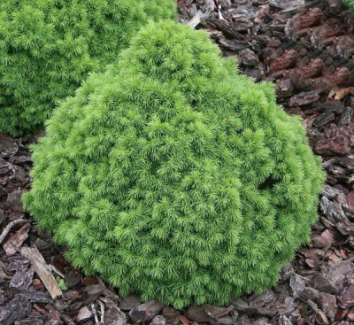 Picea glauca Alberta Globe