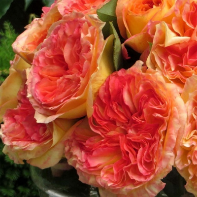 Rosa Henri Delbard