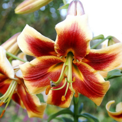 Lilium Red Morning