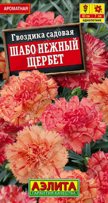 Гвоздика Шабо нежный щербет