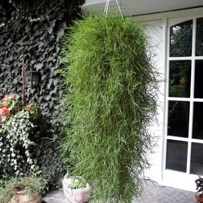 agrostis-green-twist