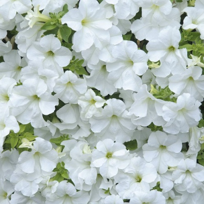 Fanfare White
