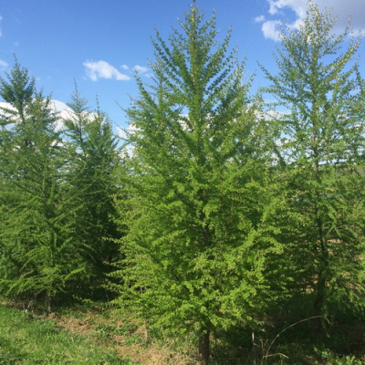 Larix sibirica
