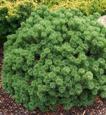 Pinus mugo 'Sherwood Compact'