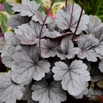 Heuchera Silver Gumdrop