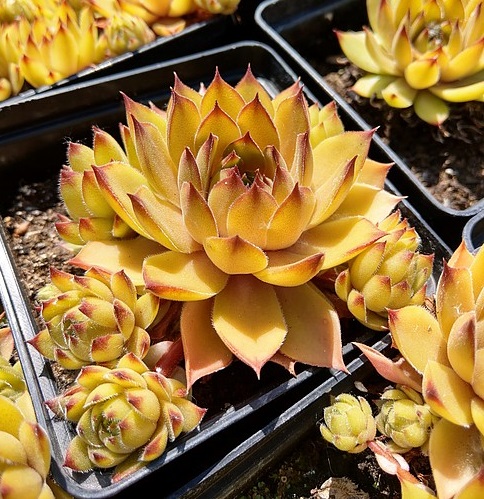 Sempervivum Leo_2