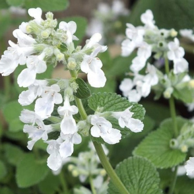 Nepeta fasseni Snowflake