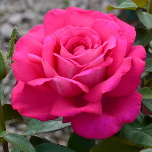 Rose hybrid tea Velasques