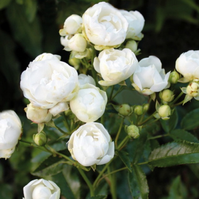Rosa White Morsdag