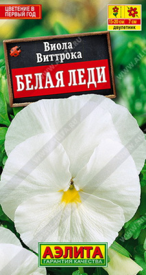 Виола Белая Леди