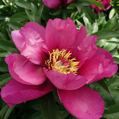 Paeonia itoh Pink Ardour_3