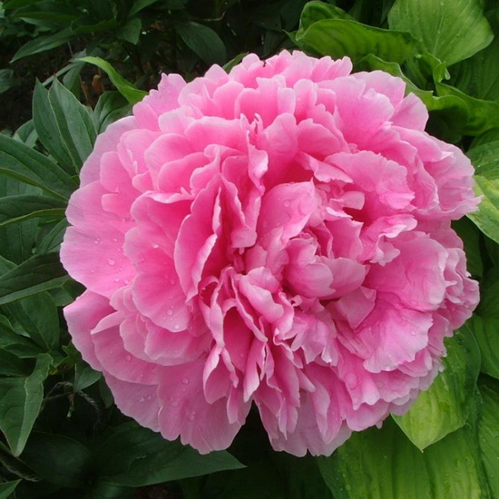 Paeonia Alexander Fleming
