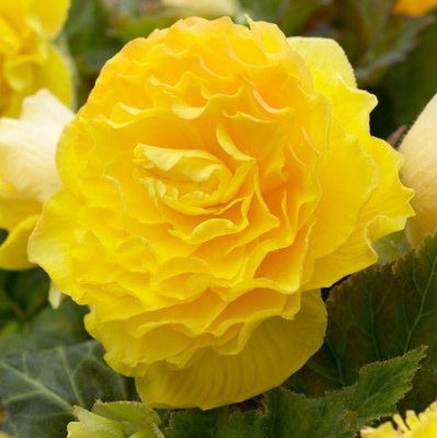 Begonia Double Yellow
