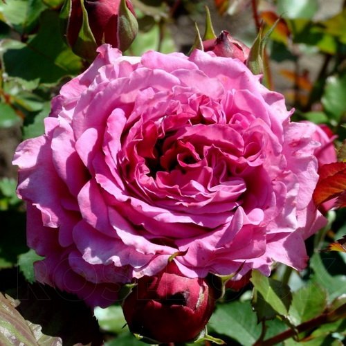 Rosa Agnes Schiliger_2