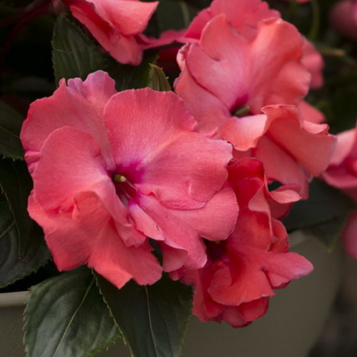 Impatiens Rokoko Charlotte