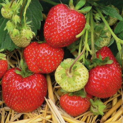 Fragaria Daroyal