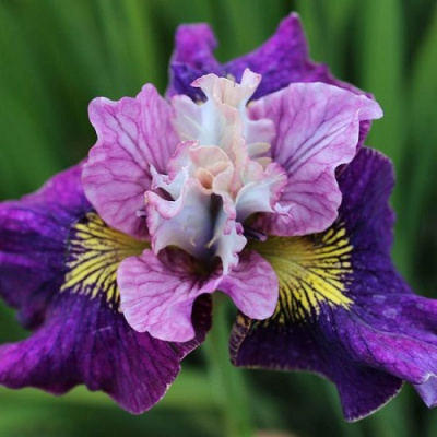 Iris sibirica On Mulberry Street