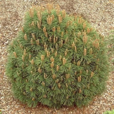Pinus mugo Hnizdo