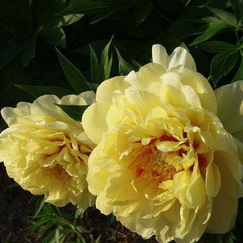 Paeonia Bartzella_4