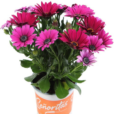 Osteospermum Senorita Tanja Purple