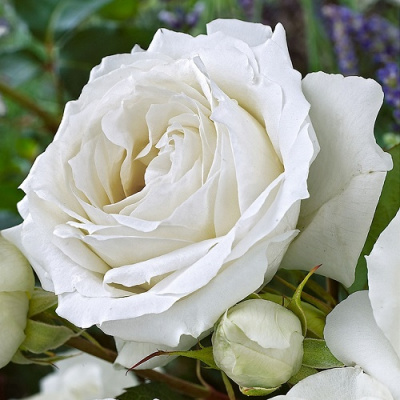 Rosa White Symphonie