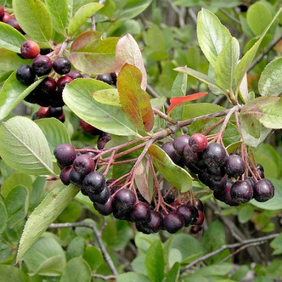 Aronia Hugin