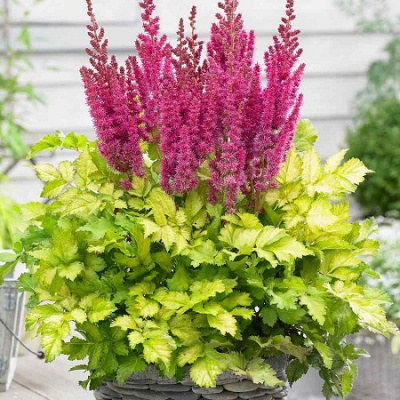 Astilbe Thunder and Lightning