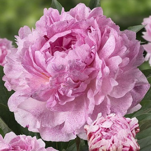 Paeonia Sarah Bernhardt Unique