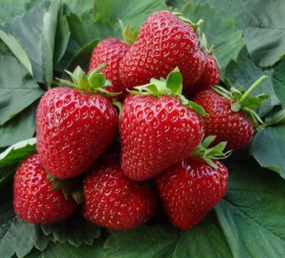 Fragaria ananassa Camarosa
