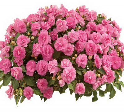 Musica Pink Aroma
