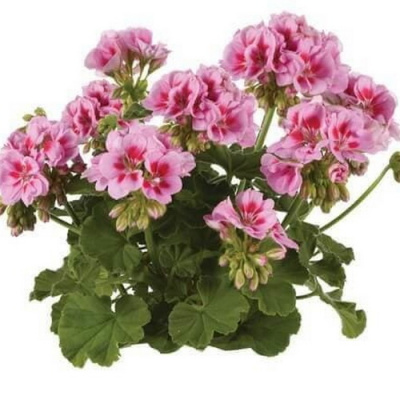 Pelargonium Trend Vera