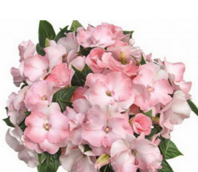 Impatiens Rokoko Michelle