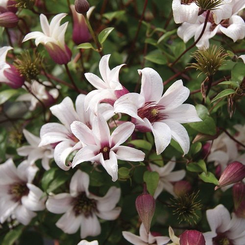 Clematis Princess Kate_1