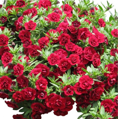 Calibrachoa SUPERBELLS Double Ruby