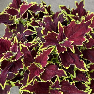 Coleus Stained Glassworks Crown Jewel - копия