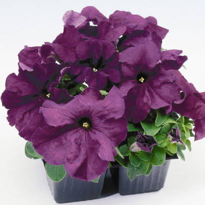 Lupo Deep Purple