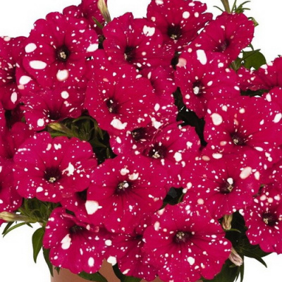 Surprise Sparkle Red