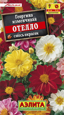 Георгина Отелло, смесь окрасок