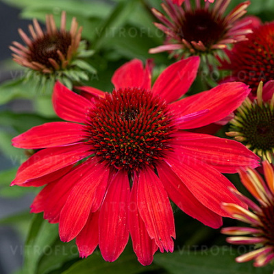 Echinacea SunMagic Vintage Ruby