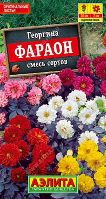 Георгина Фараон смесь