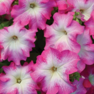 Petunia Lupo Rose Morn