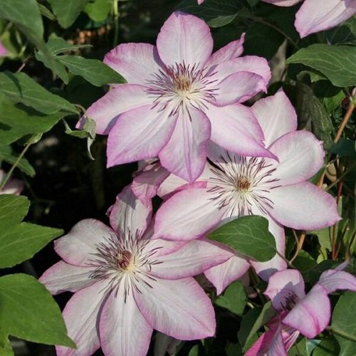 Clematis Omoshiro_5