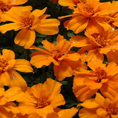 Safari Tangerine