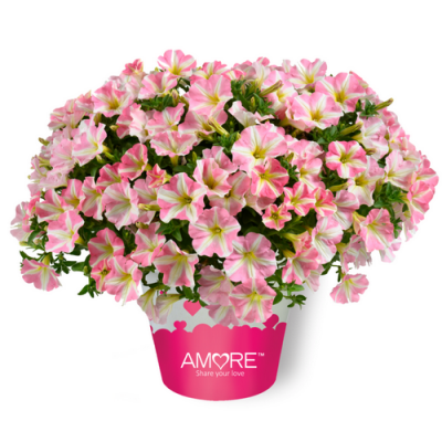 Петуния Amore Princess Pink