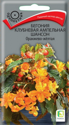 Бегония Шансон оранжево-желтая ампельная клубневая