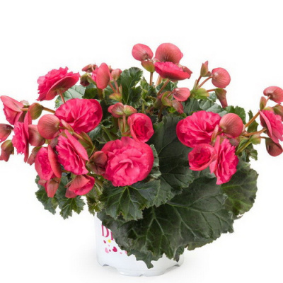 Begonia Collection Vermillion Hot Pink