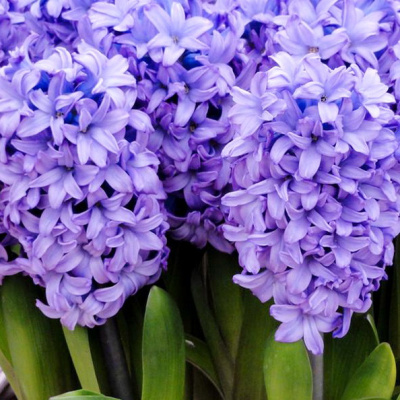Hyacinth Minos