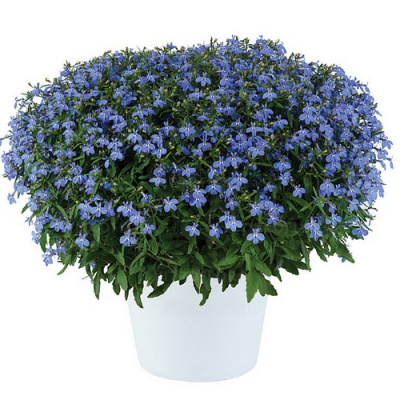 Lobelia Glow Electric Blue