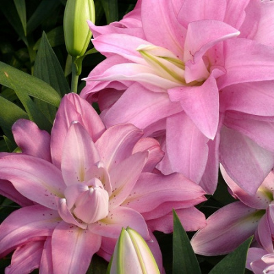 Lilium Lotus Breeze